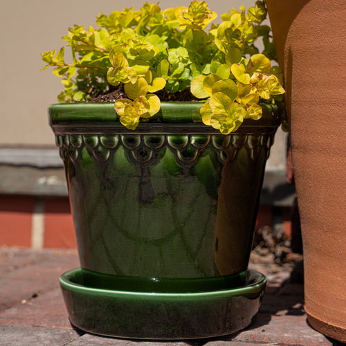 A green glazed planter filled with small yellow-green trailing plants, sitting outdoors in sunlight next to a terracotta pot.