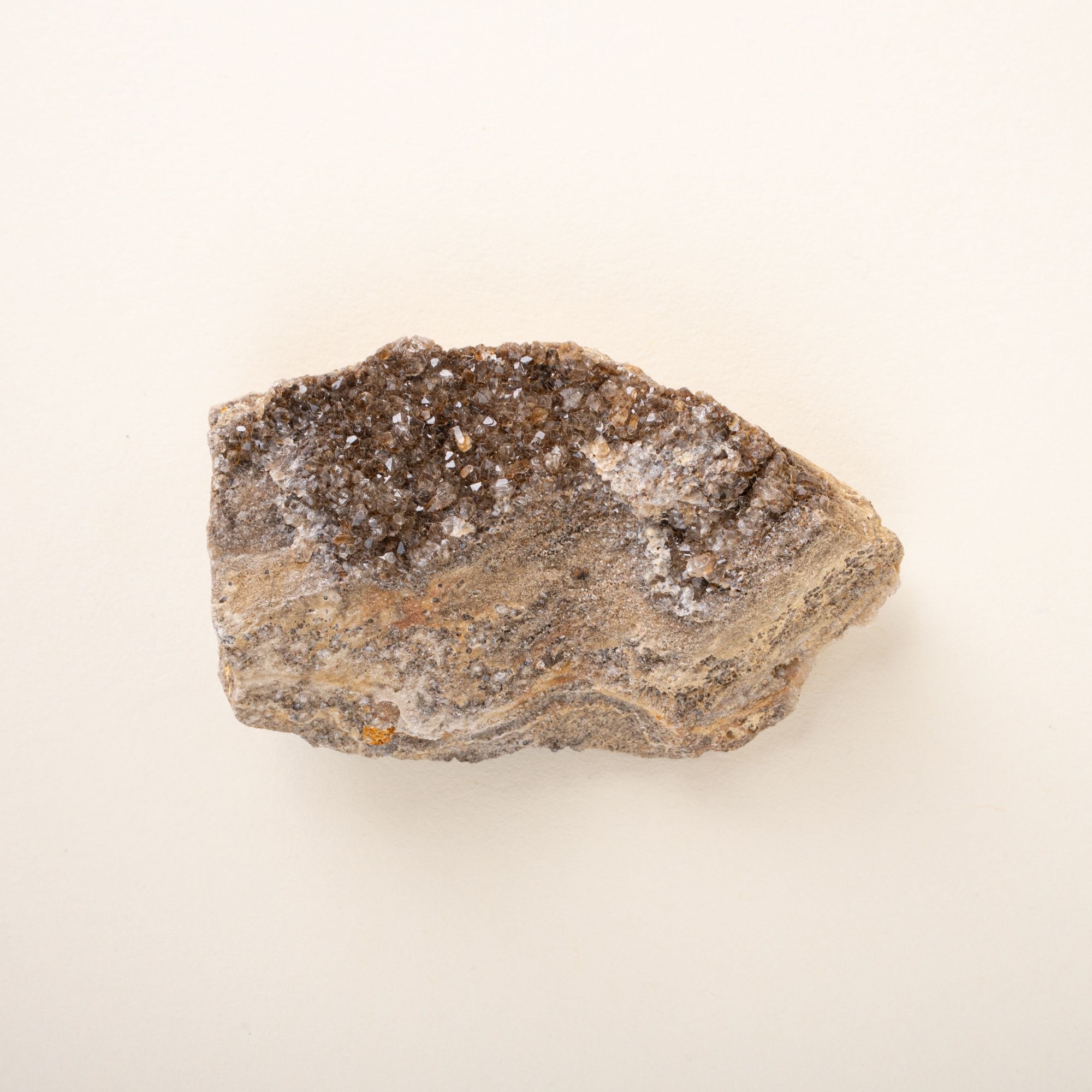 A rough brilliant petrified wood with glittering quartz crystals on the surface, shown against a cream background.
