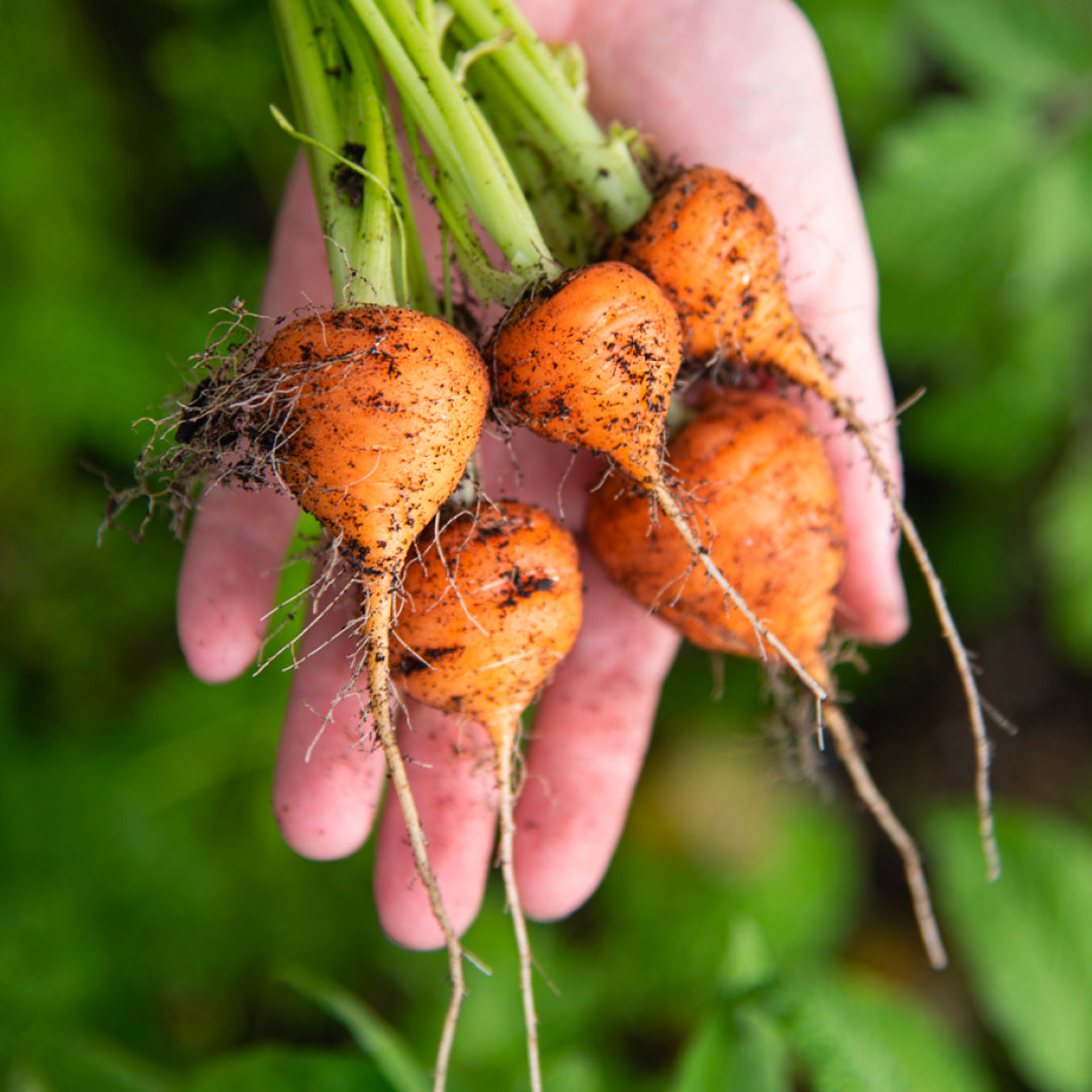Small freshly harvested carrots with greens and soil, held in an open hand.