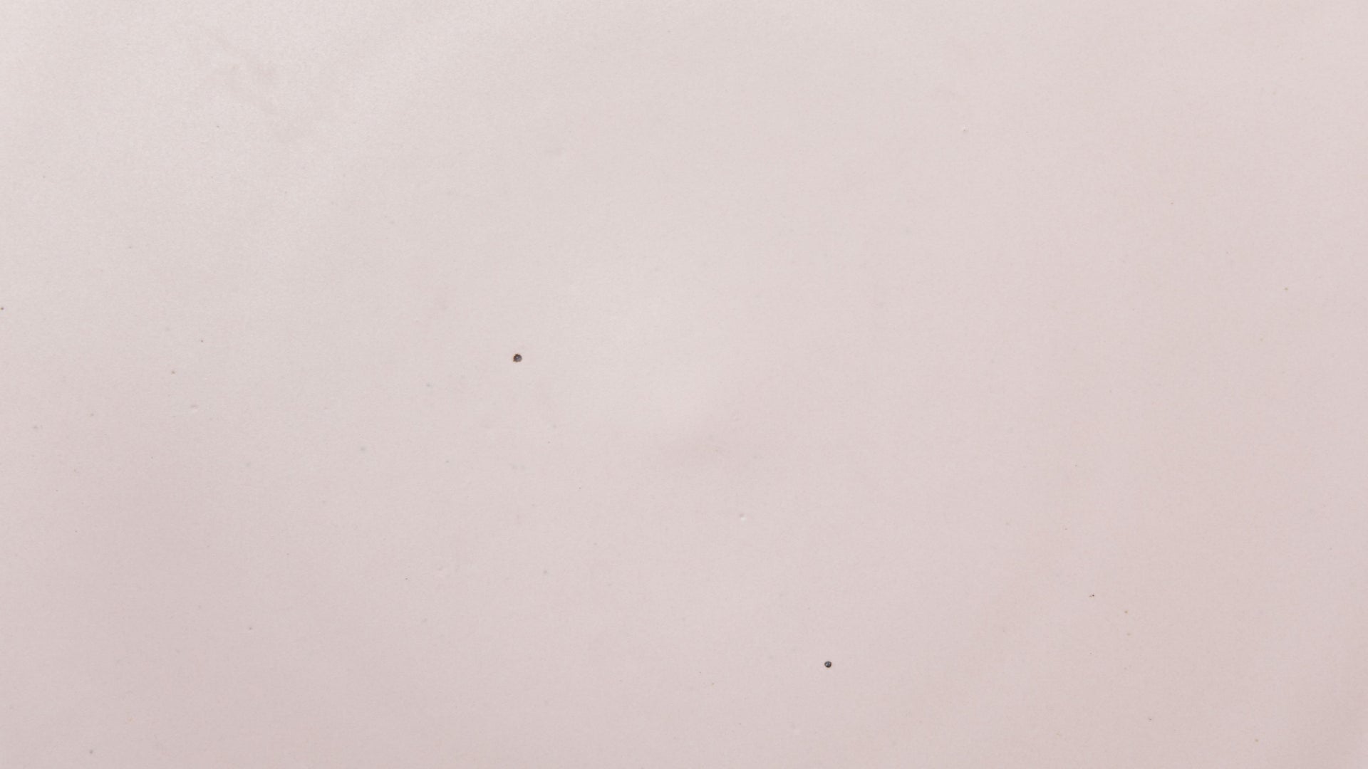 A closeup of a ceramic plate in a pale baby pink color with a few iron speckles